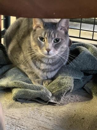 Enlarge Steve, a Adoptable Domestic Short Hair in Bath, NY image 1/2