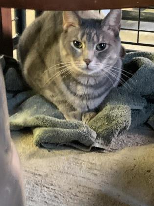 Enlarge Steve, a Adoptable Domestic Short Hair in Bath, NY image 2/2