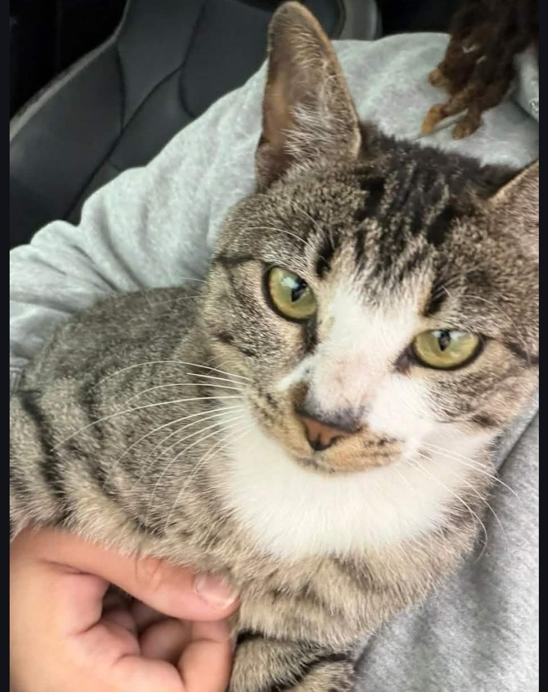 Marco, ADOPTABLE, Young Male Tabby.