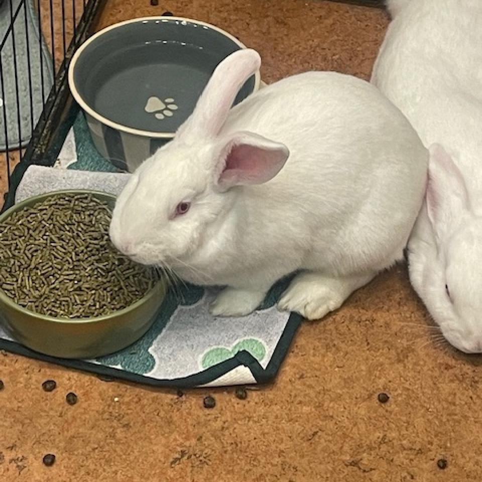 Enlarge Saturn, a Adoptable New Zealand in Palm Springs, CA image 1/1