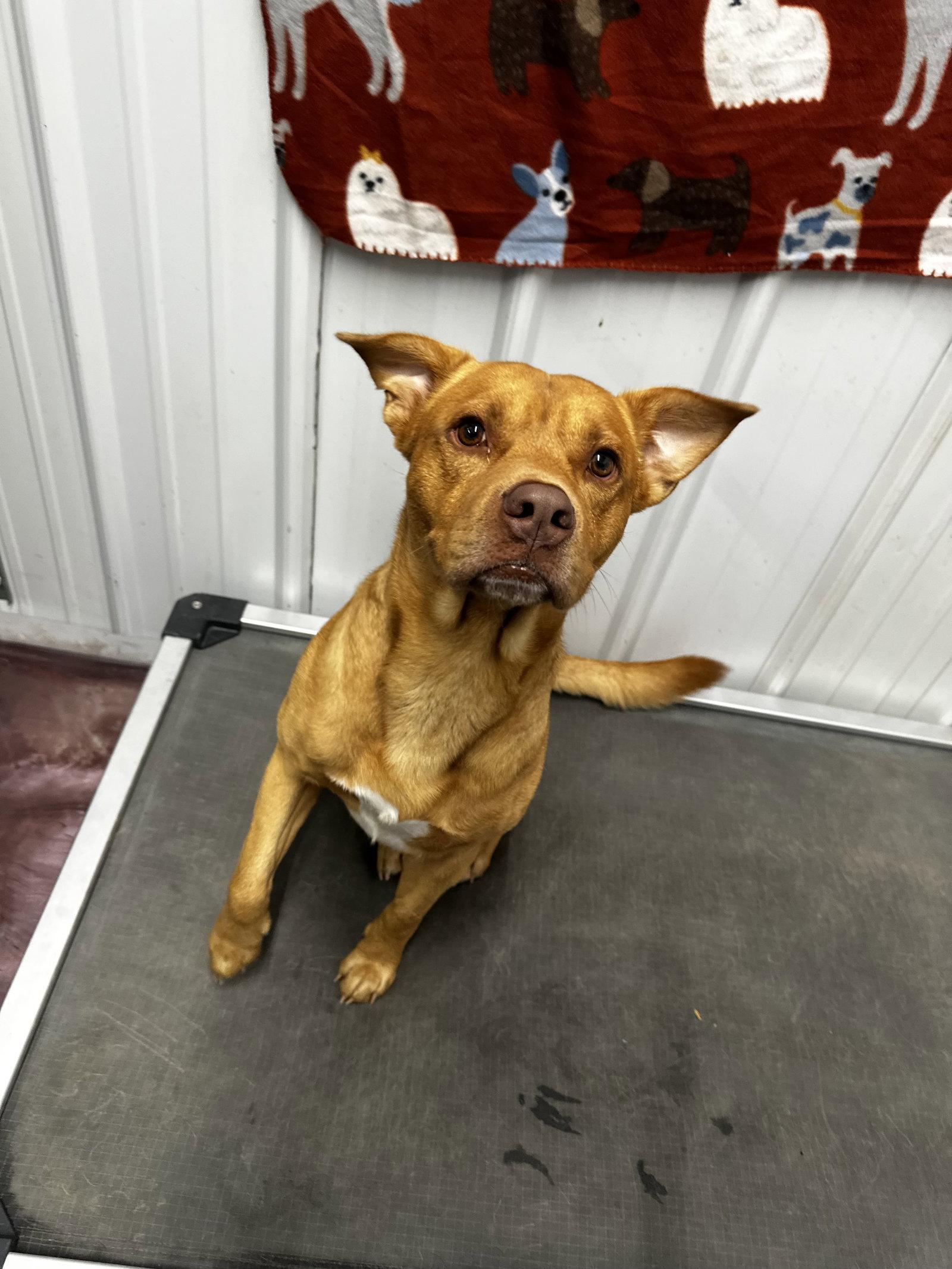 Ripple, Adoptable, Adult Male Pit Bull Terrier.