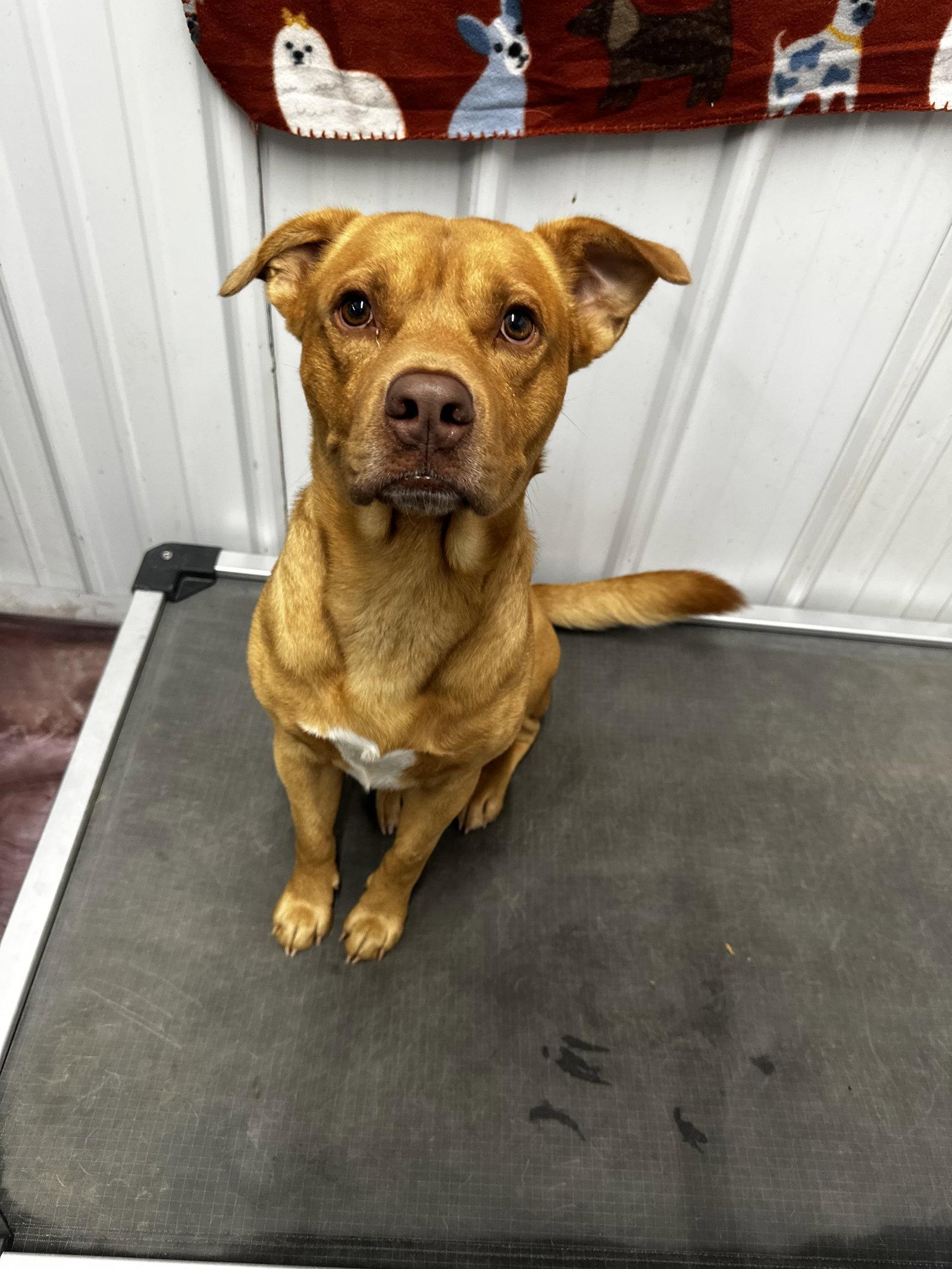 Enlarge Ripple, a Adoptable Pit Bull Terrier in Corning, AR image 2/3