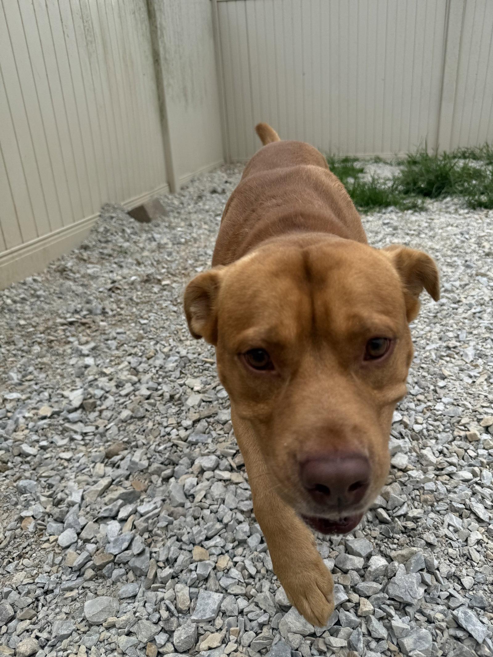 Enlarge Ripple, a Adoptable Pit Bull Terrier in Corning, AR image 3/3