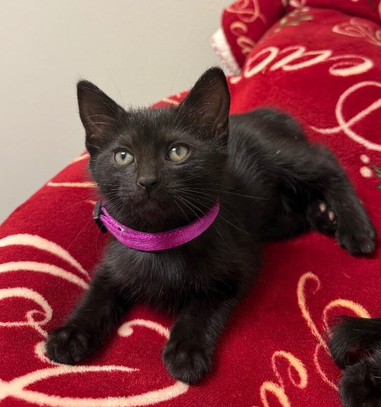 Zelda, Adoptable, Young Female Domestic Medium Hair.