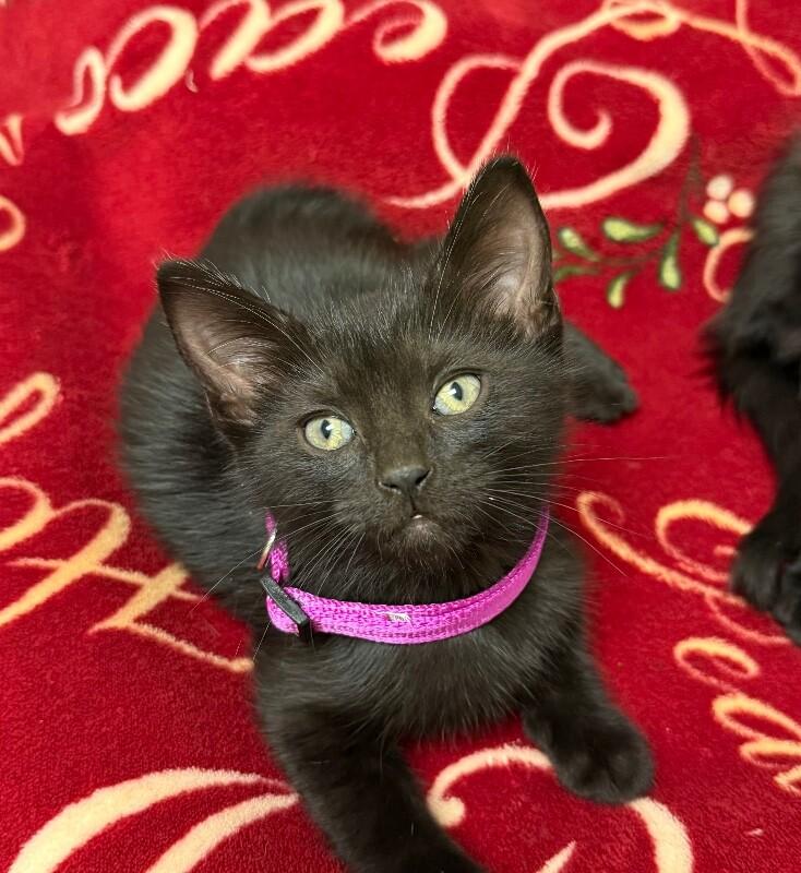 Enlarge Zelda, a Adoptable Domestic Medium Hair in Yankton, SD image 2/2