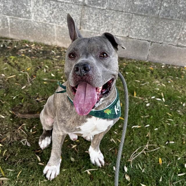 RONALD, Adoptable, Adult Male Staffordshire Bull Terrier.