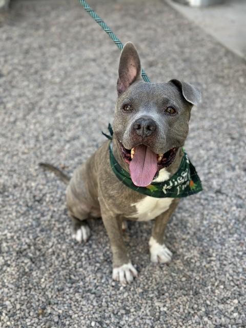 RONALD, Adoptable, Adult Male Staffordshire Bull Terrier.