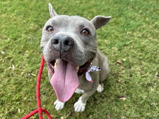 RONALD, Adoptable, Adult Male Staffordshire Bull Terrier.