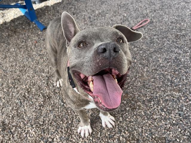 Enlarge RONALD, a Adoptable Staffordshire Bull Terrier in Mesa, AZ image 1/1