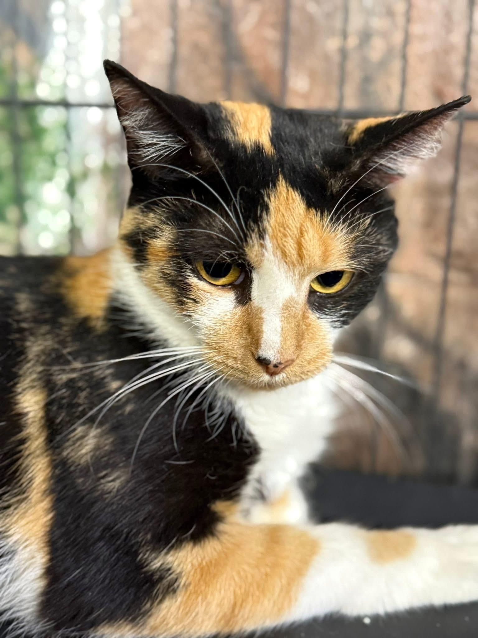 Enlarge Padma calico, a Adoptable Calico in Jackson, GA image 1/3