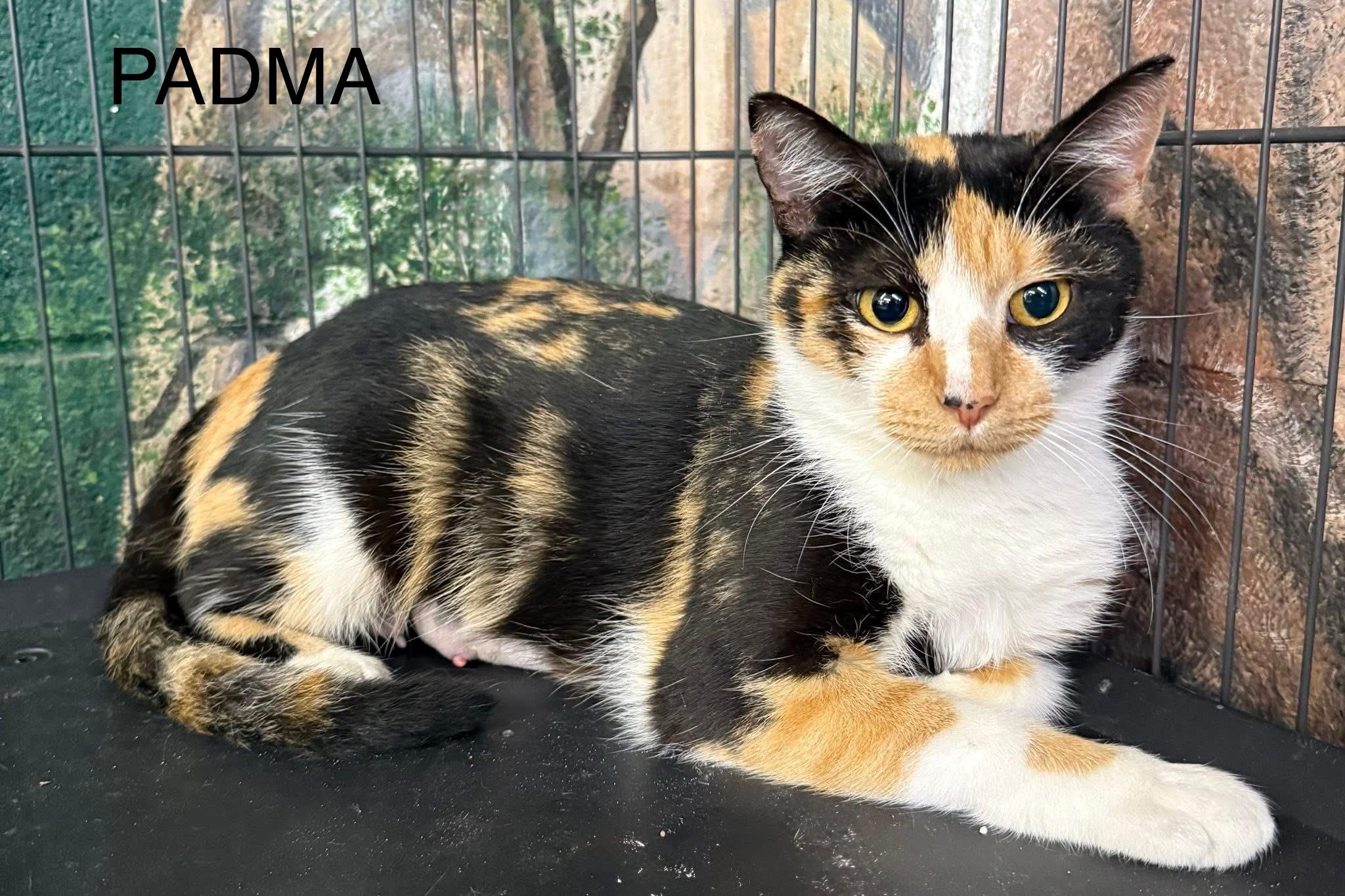 Enlarge Padma calico, a Adoptable Calico in Jackson, GA image 2/3