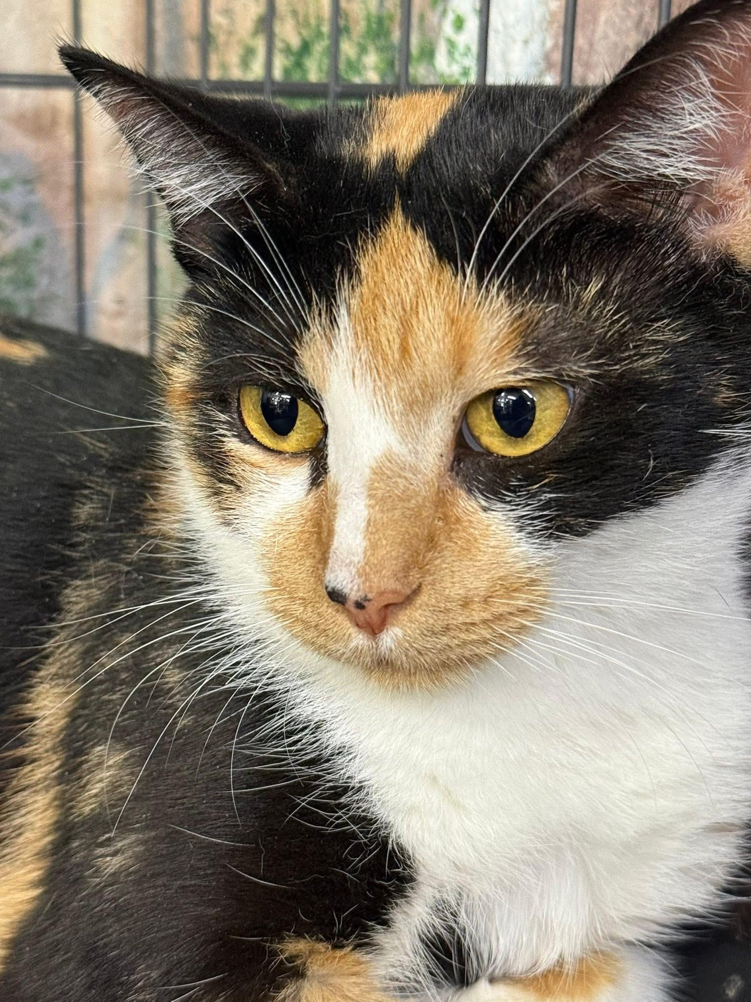 Enlarge Padma calico, a Adoptable Calico in Jackson, GA image 3/3