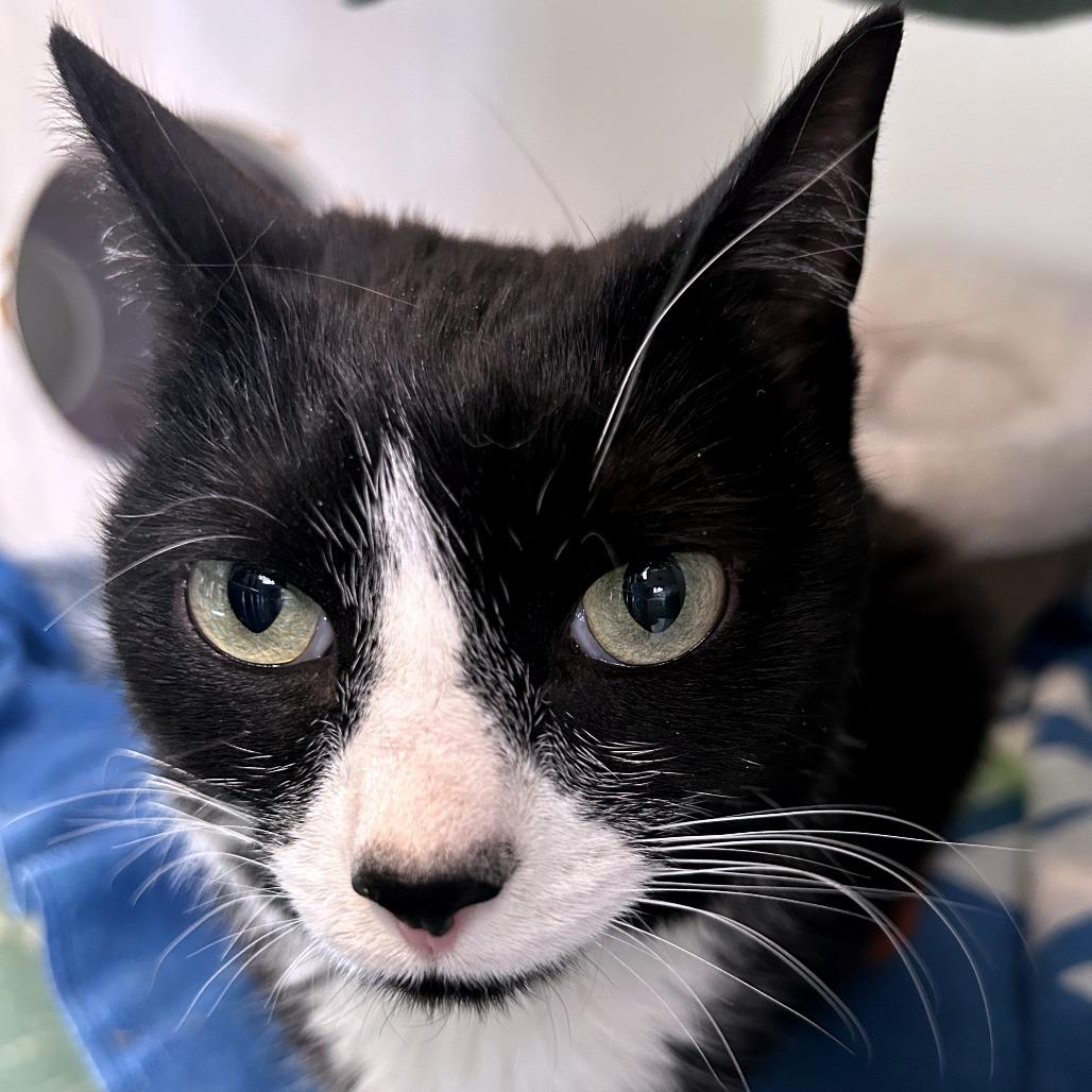 Lyra, Adoptable, Adult Female Domestic Short Hair.