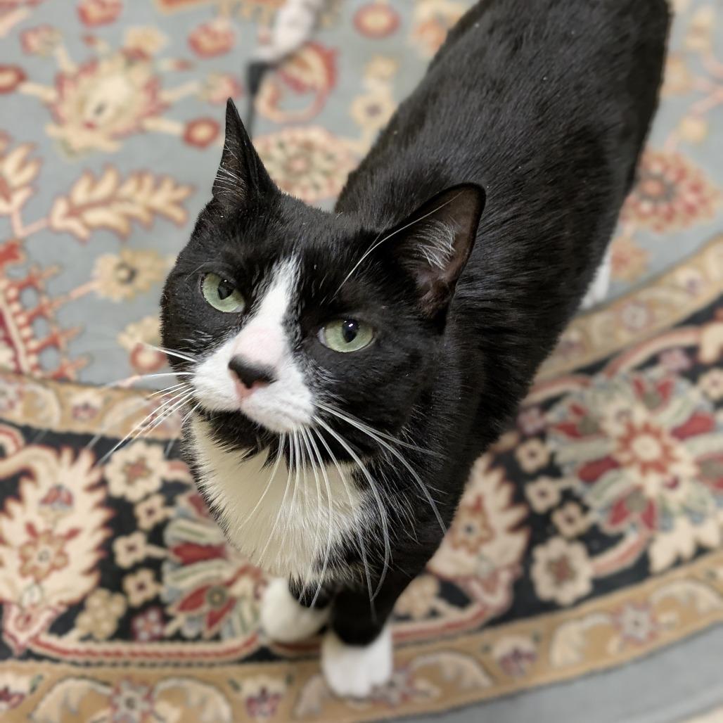 Enlarge Lyra, a Adoptable Domestic Short Hair in South Burlington, VT image 2/6