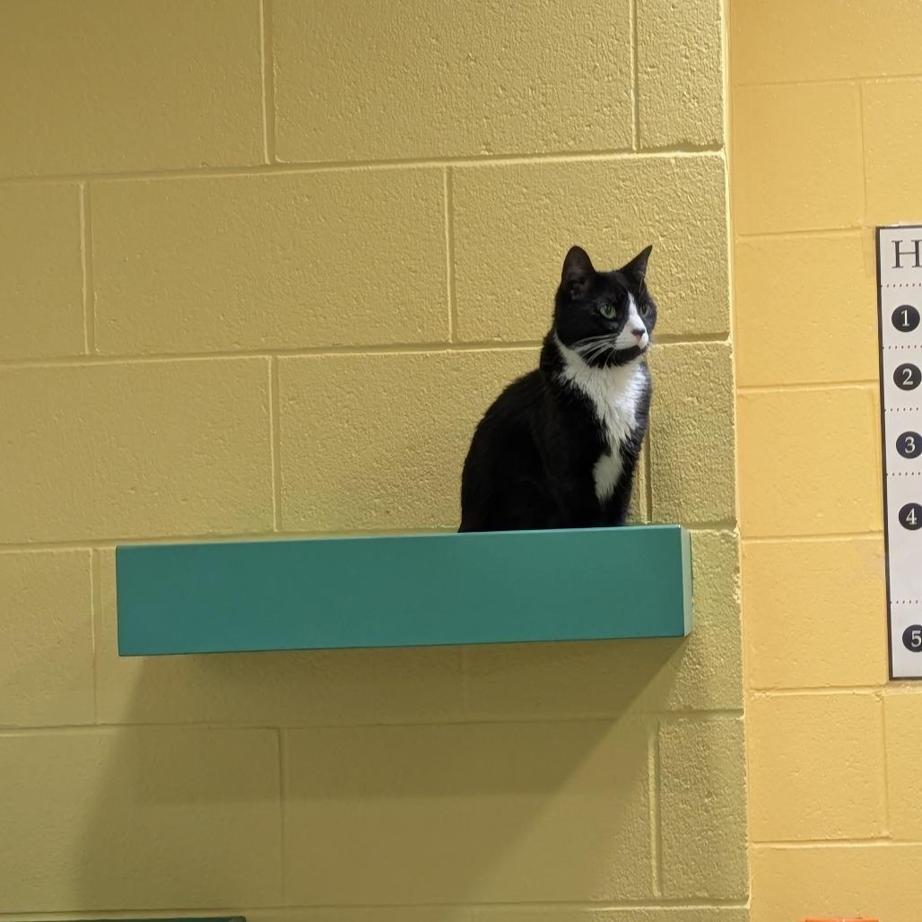 Enlarge Lyra, a Adoptable Domestic Short Hair in South Burlington, VT image 3/6