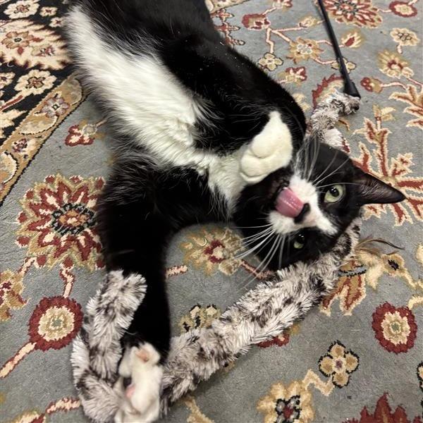 Enlarge Lyra, a Adoptable Domestic Short Hair in South Burlington, VT image 5/6