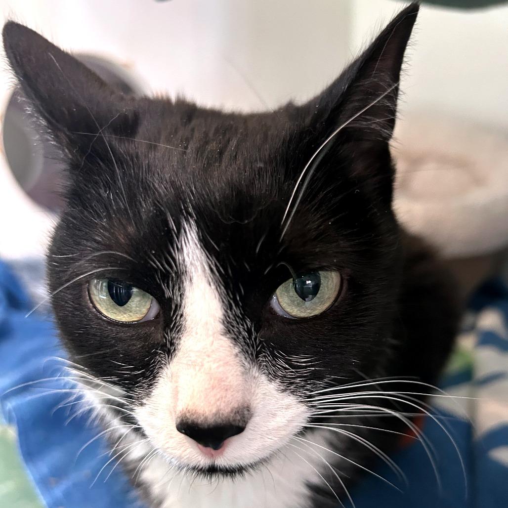 Enlarge Lyra, a Adoptable Domestic Short Hair in South Burlington, VT image 6/6