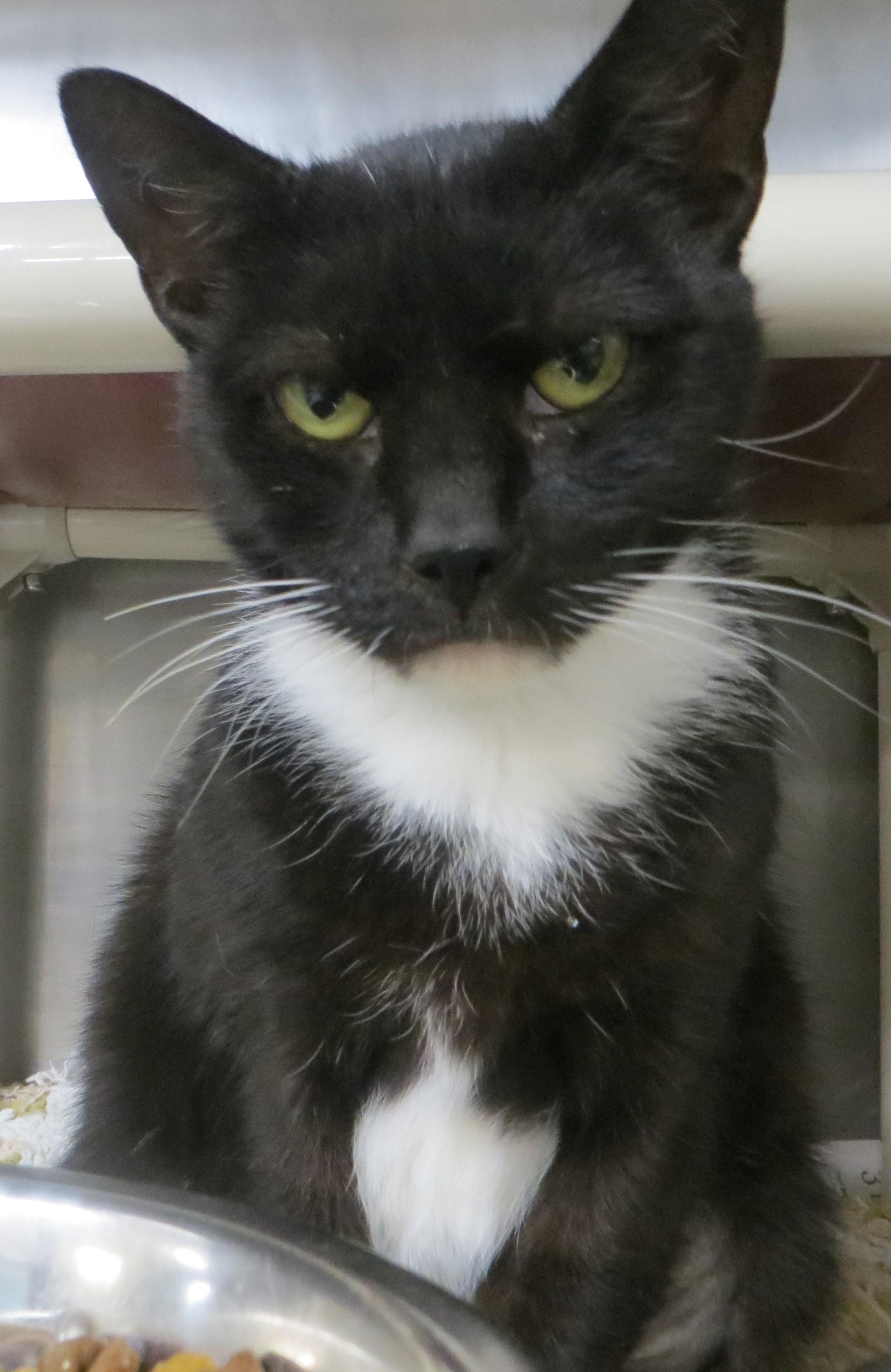 RAVEN (Adoption Pending), ADOPTABLE, Adult Female Domestic Short Hair.