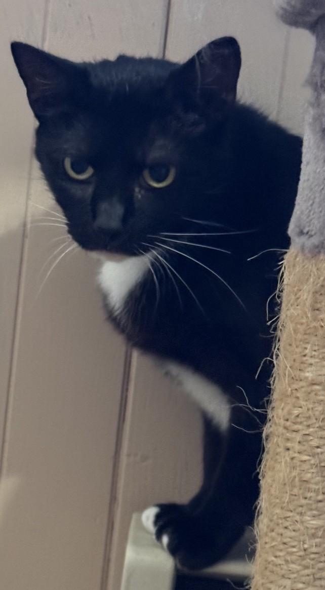 RAVEN, a ADOPTABLE Domestic Short Hair in Taunton, MA image 3/3