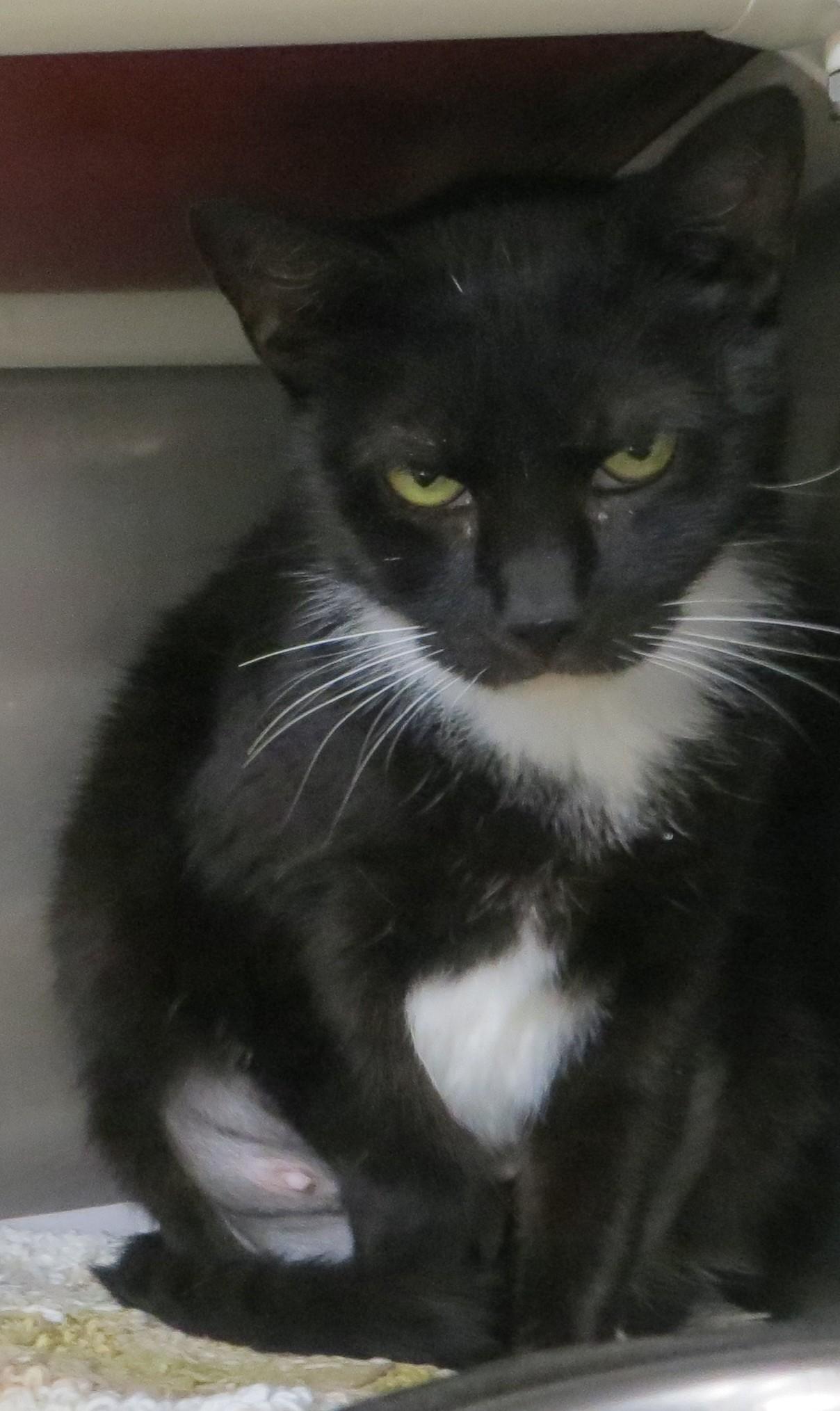 RAVEN (Adoption Pending), a ADOPTABLE Domestic Short Hair in Taunton, MA image 6/6