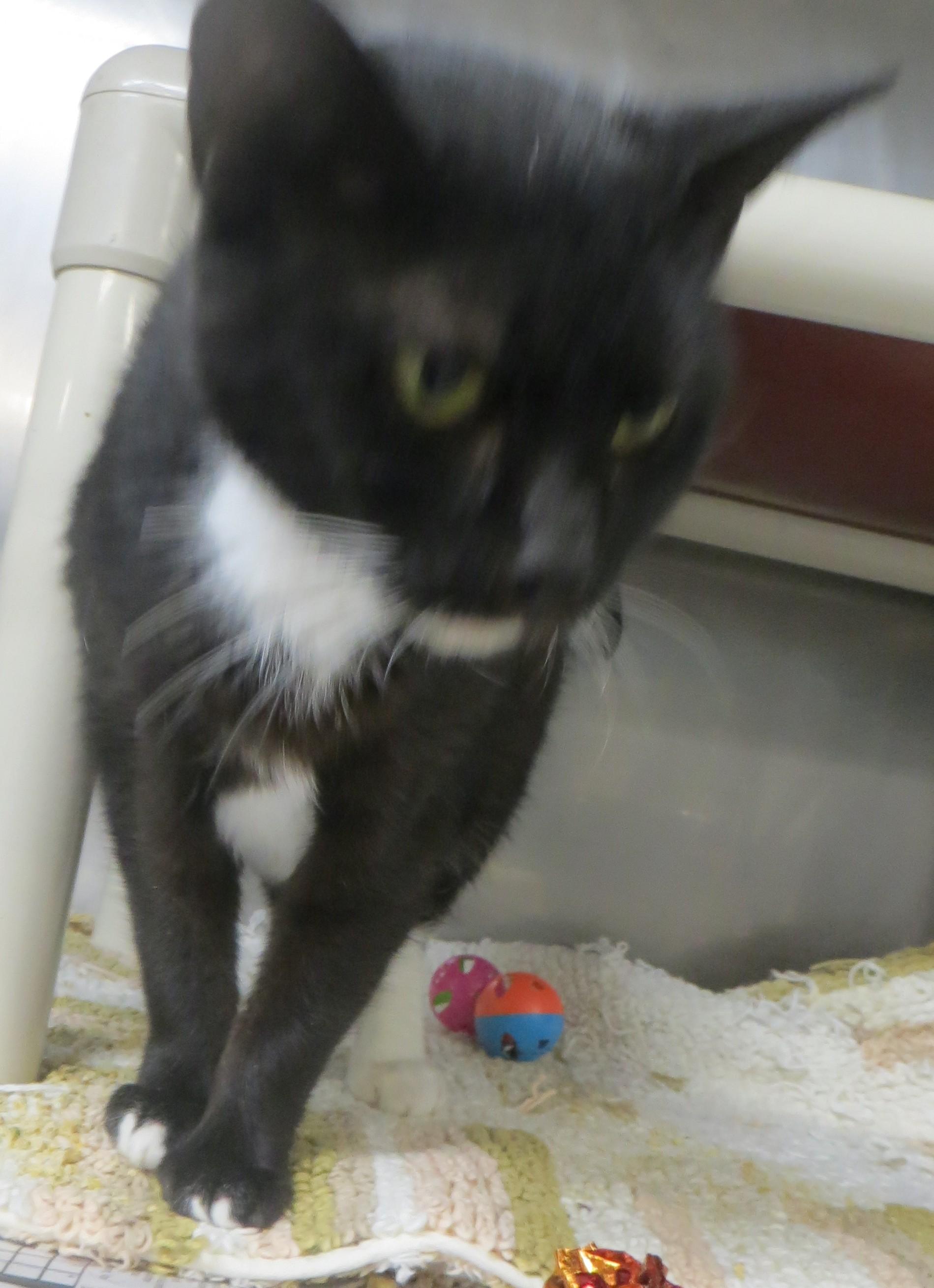 RAVEN (Adoption Pending), a ADOPTABLE Domestic Short Hair in Taunton, MA image 2/6