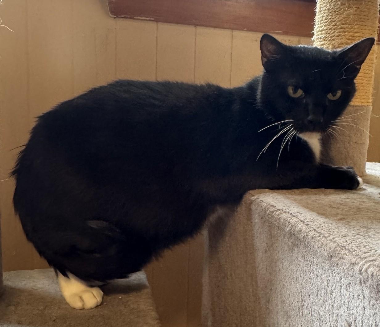 RAVEN, a ADOPTABLE Domestic Short Hair in Taunton, MA image 2/3