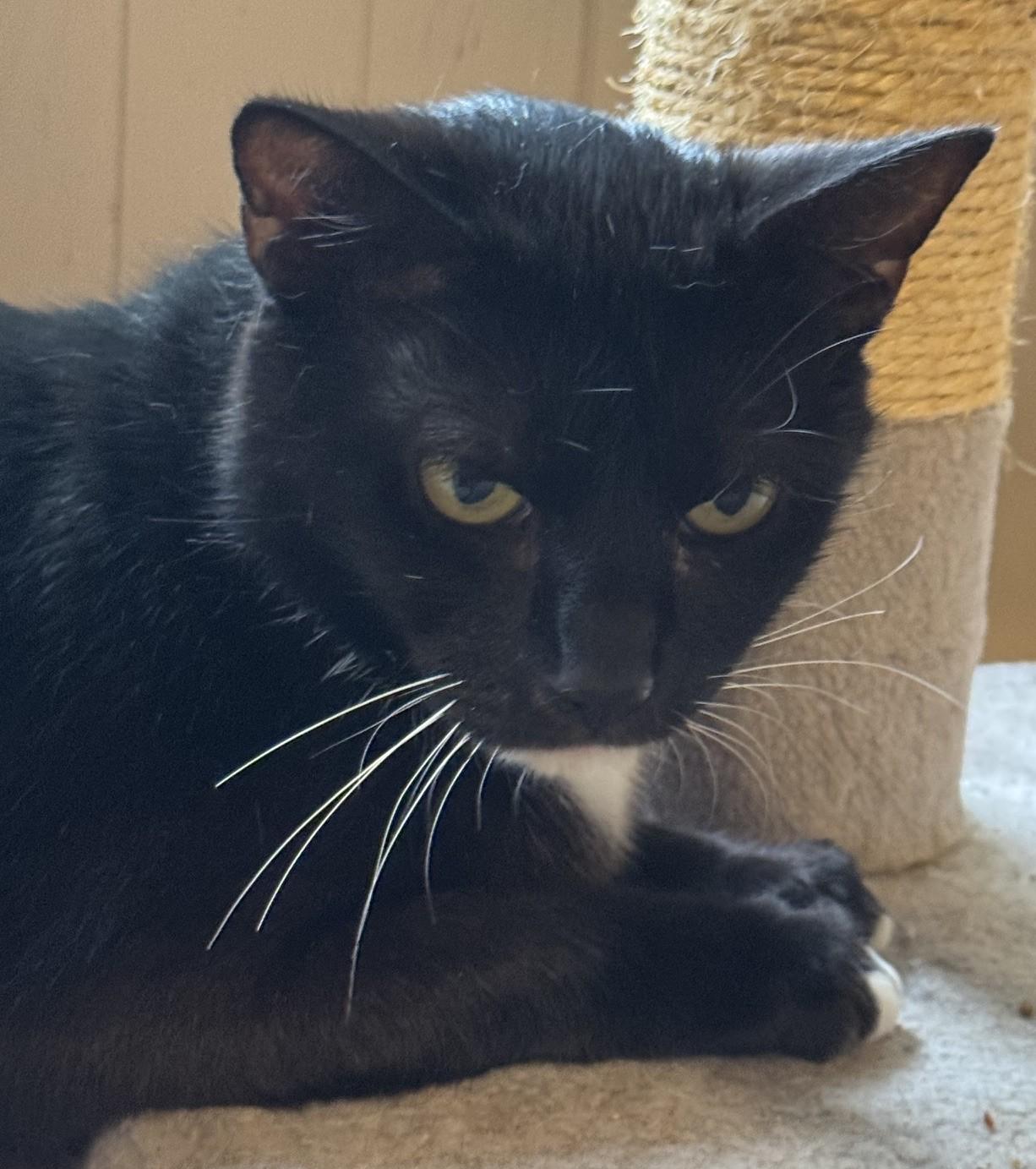 RAVEN, ADOPTABLE, Adult Female Domestic Short Hair.