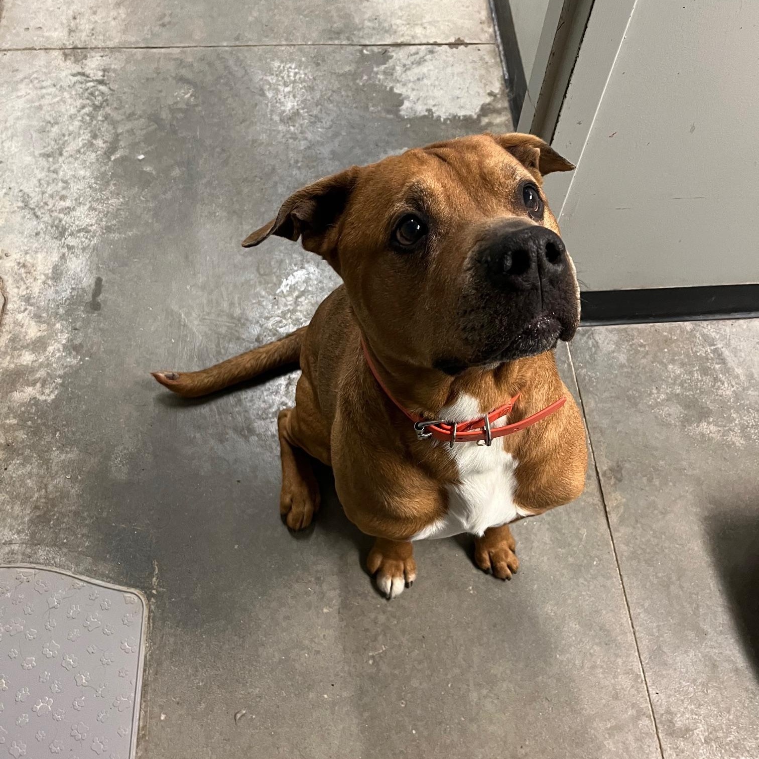 Enlarge Rider, a ADOPTABLE American Bully in St Thomas, ON image 1/6