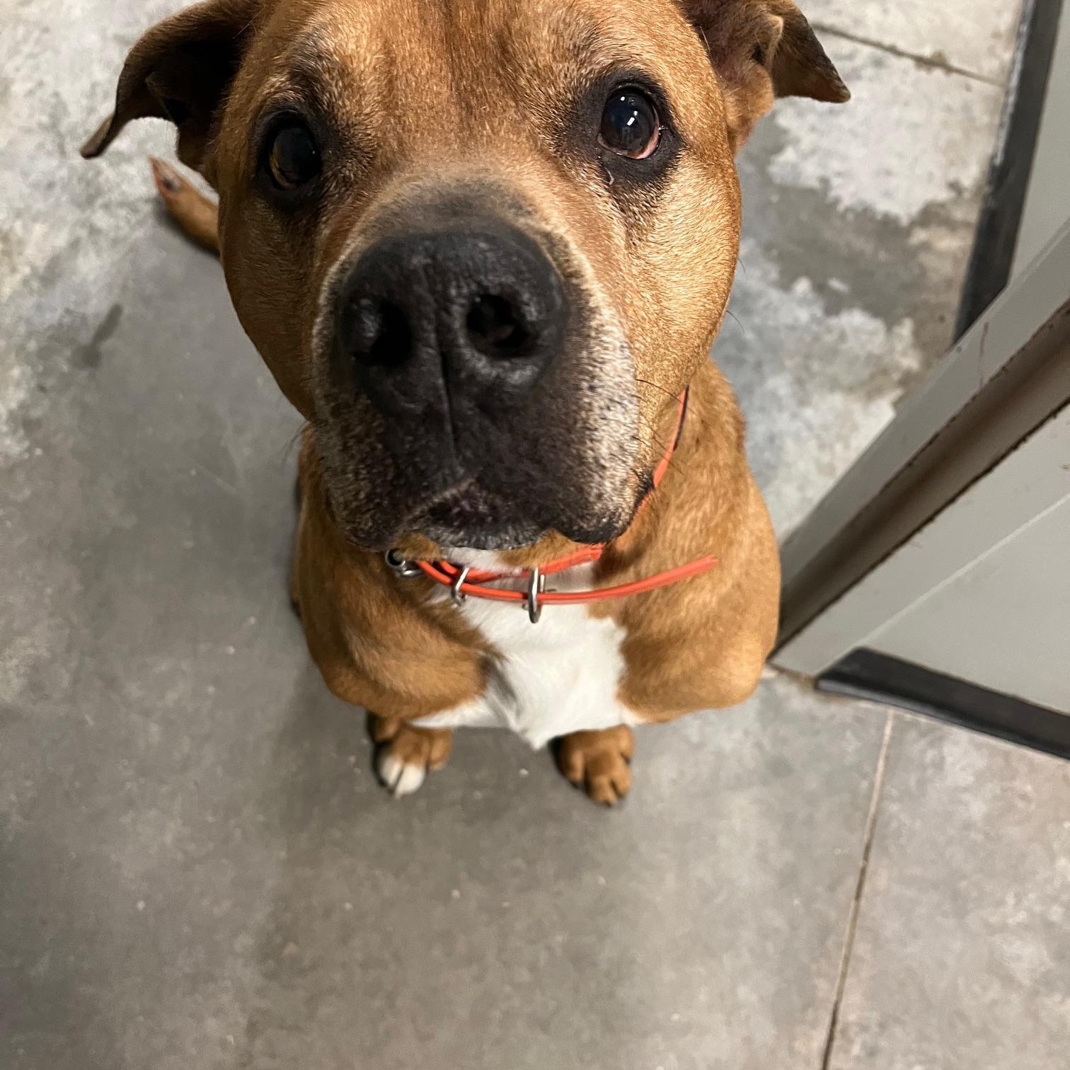 Enlarge Rider, a ADOPTABLE American Bully in St Thomas, ON image 5/6