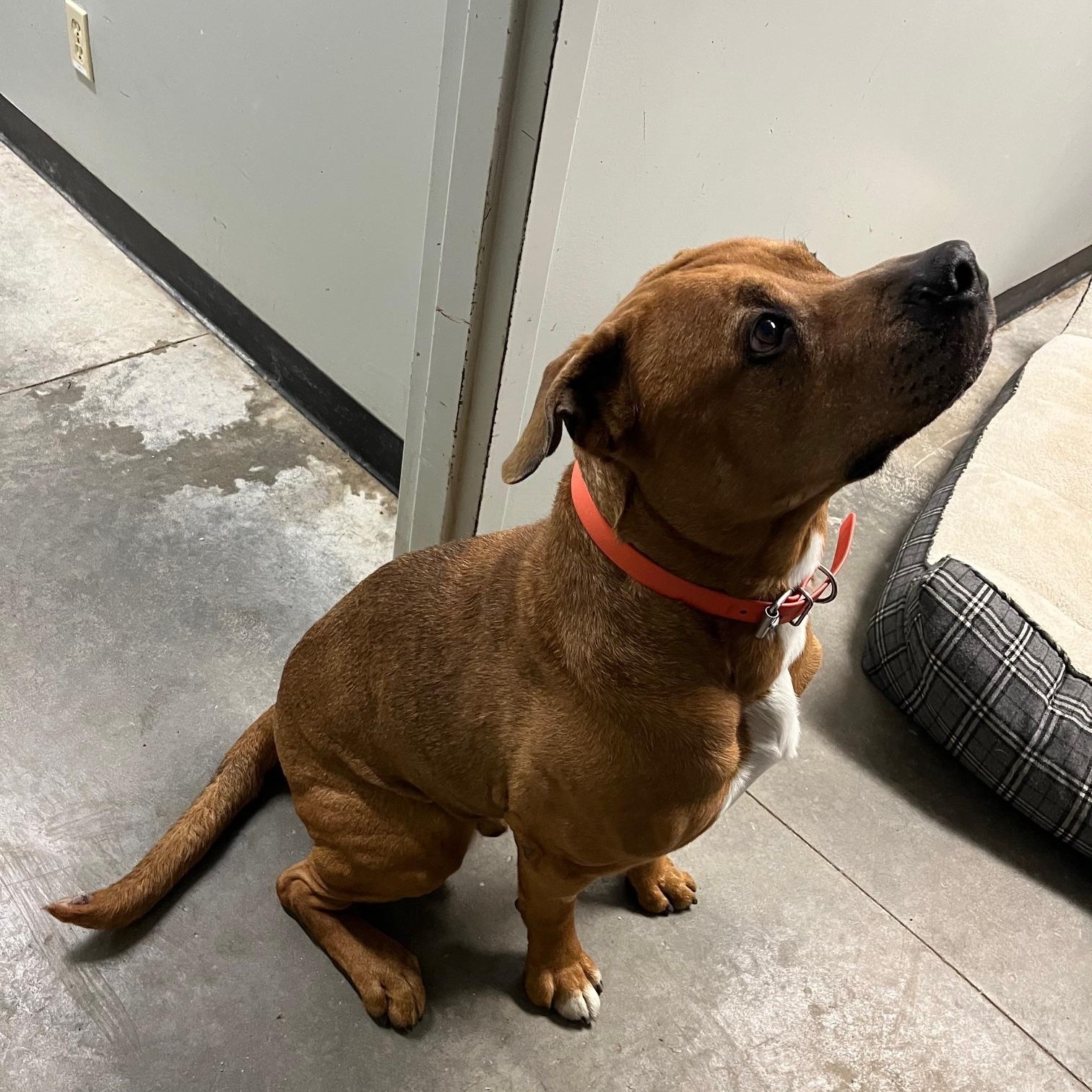 Enlarge Rider, a ADOPTABLE American Bully in St Thomas, ON image 2/6