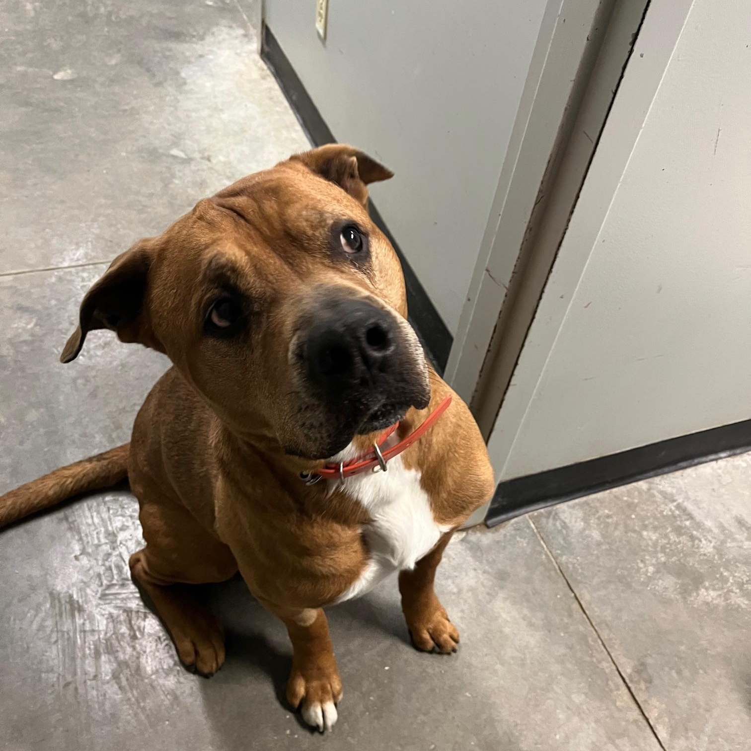Enlarge Rider, a ADOPTABLE American Bully in St Thomas, ON image 4/6