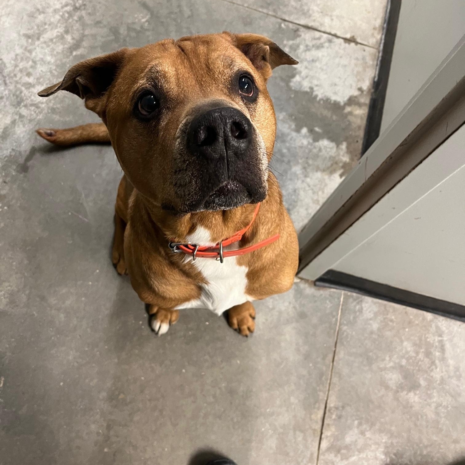 Enlarge Rider, a ADOPTABLE American Bully in St Thomas, ON image 6/6