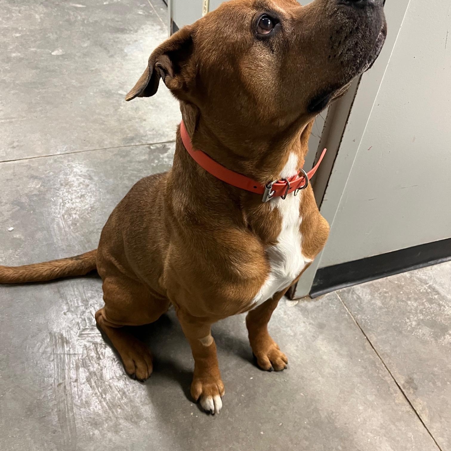 Enlarge Rider, a ADOPTABLE American Bully in St Thomas, ON image 3/6