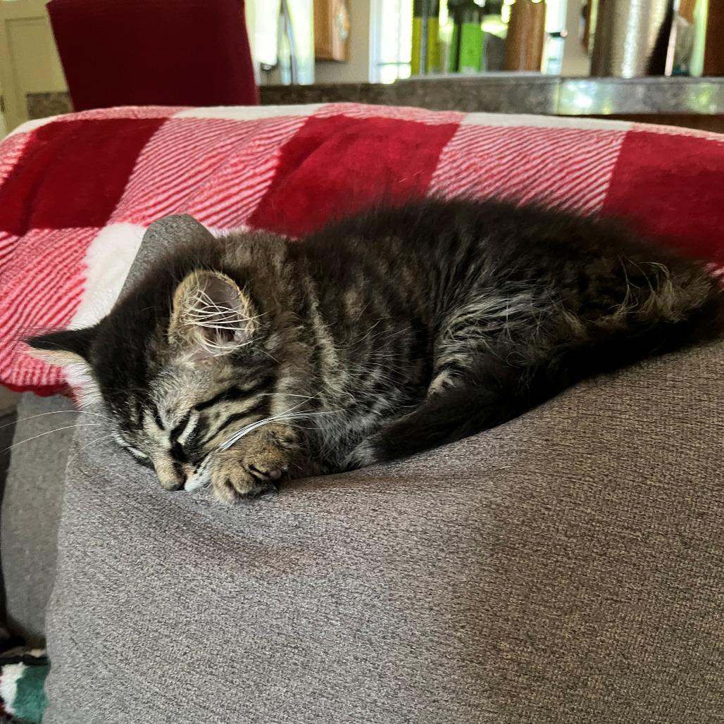 Sasha (bonded to Stormy), Adoptable, Kitten Female Domestic Long Hair.