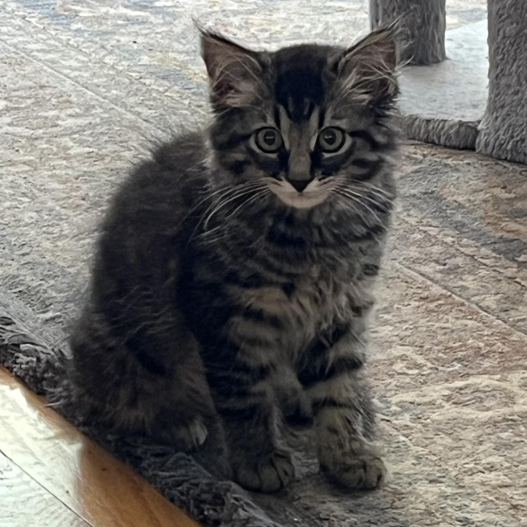 Sasha (bonded to Stormy), a Adoptable Domestic Long Hair in Santa Rosa, CA image 3/5