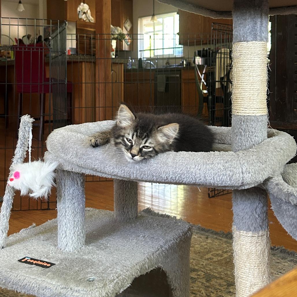 Sasha (bonded to Stormy), a Adoptable Domestic Long Hair in Santa Rosa, CA image 5/5