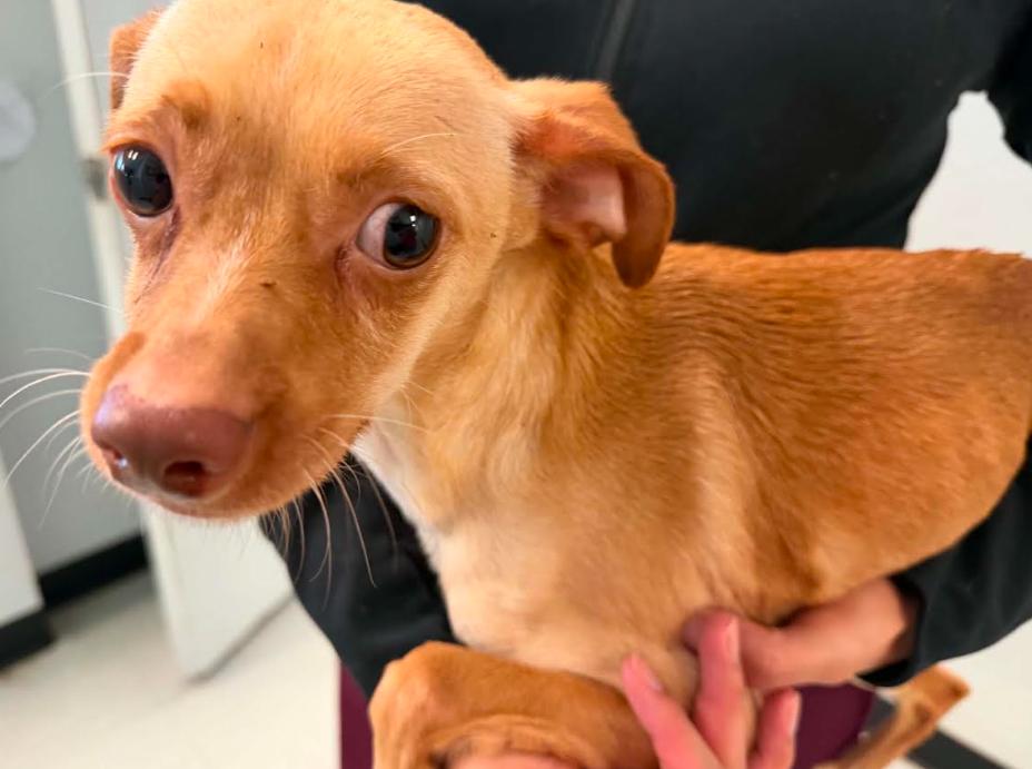 Teddy Bear in TX, a Adoptable Chihuahua in Cranston, RI image 1/2