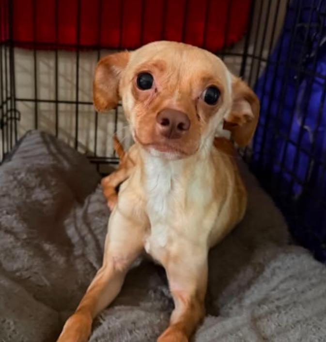 Teddy Bear in TX, a Adoptable Chihuahua in Cranston, RI image 2/2