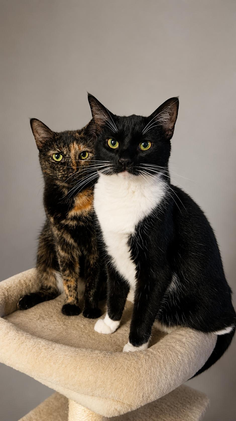 Enlarge Stephanie, a Adoptable Domestic Short Hair in Rixeyville, VA image 2/2