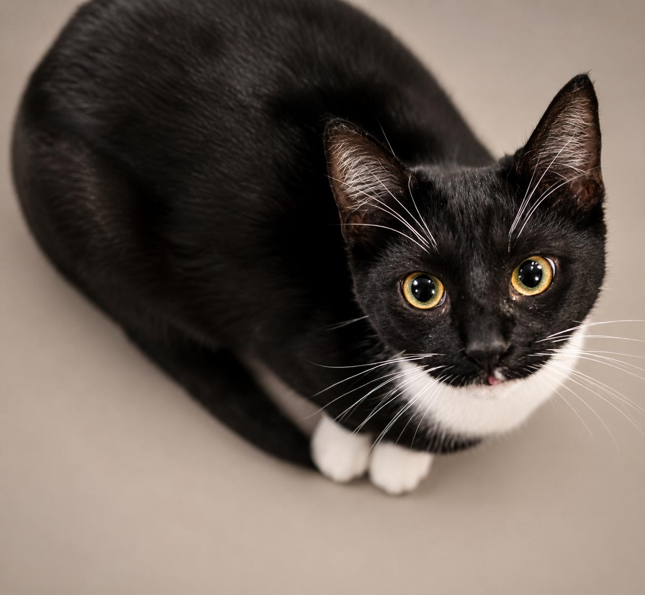 Stephanie, Adoptable, Young Female Domestic Short Hair.
