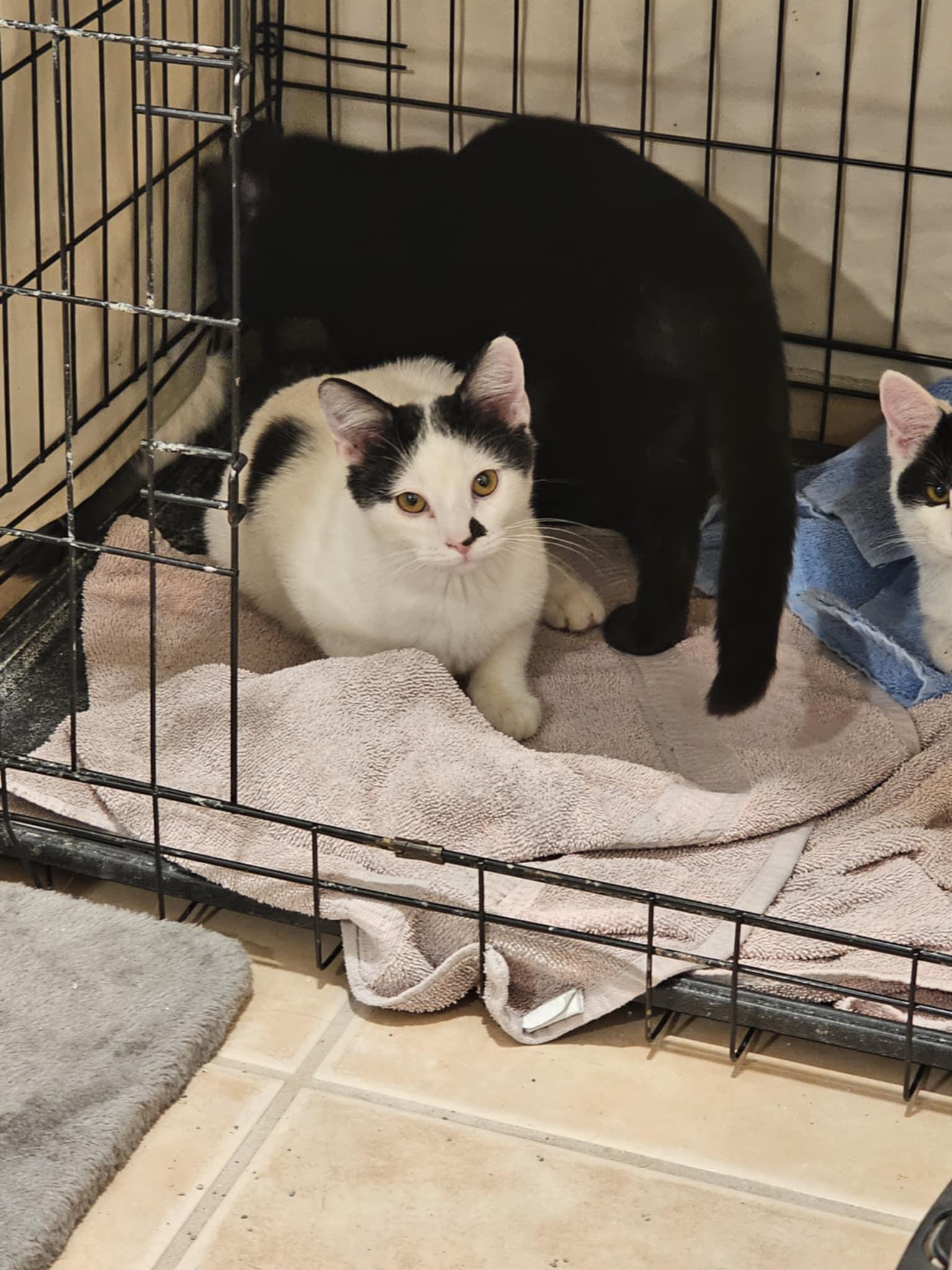 Finn, Adoptable, Young Male Domestic Short Hair.