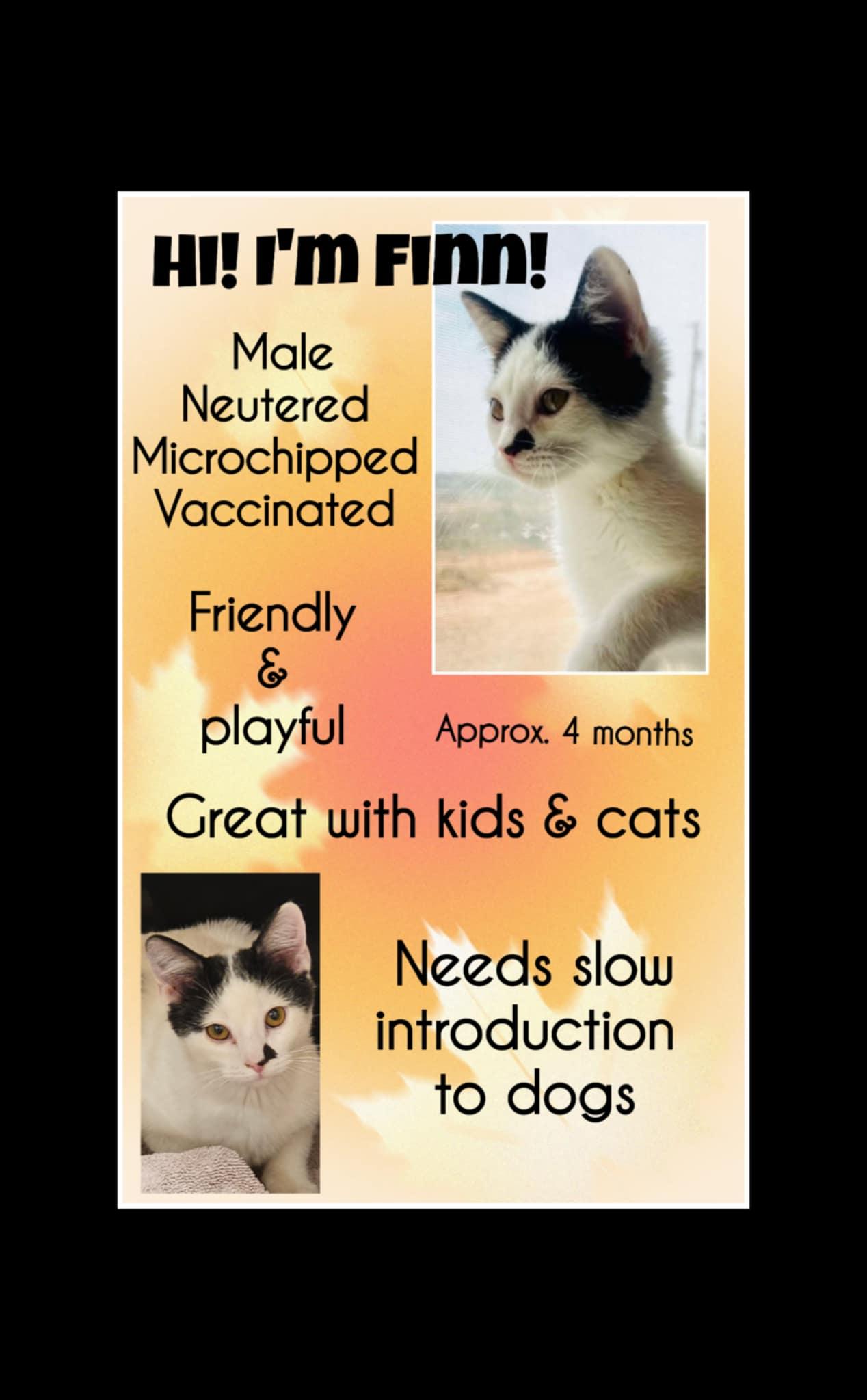 Finn, a Adoptable Domestic Short Hair in Brigham City, UT image 2/2