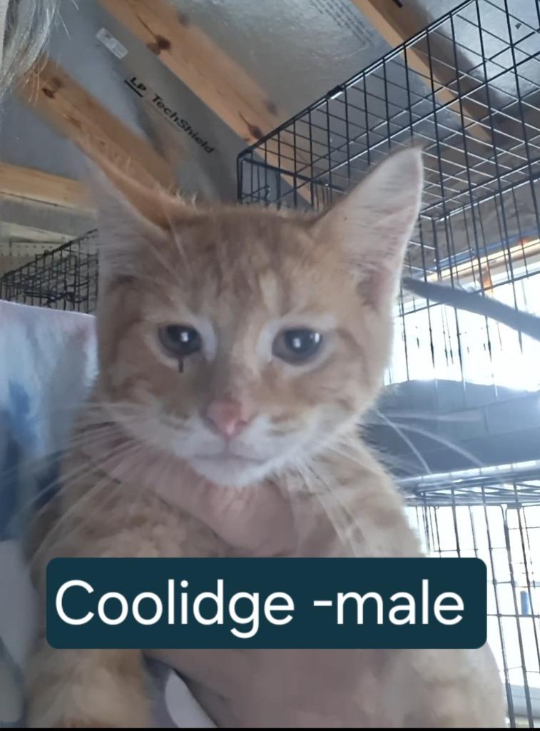 Enlarge Coolidge, a Adoptable mixed breed in Olney, IL image 1/2