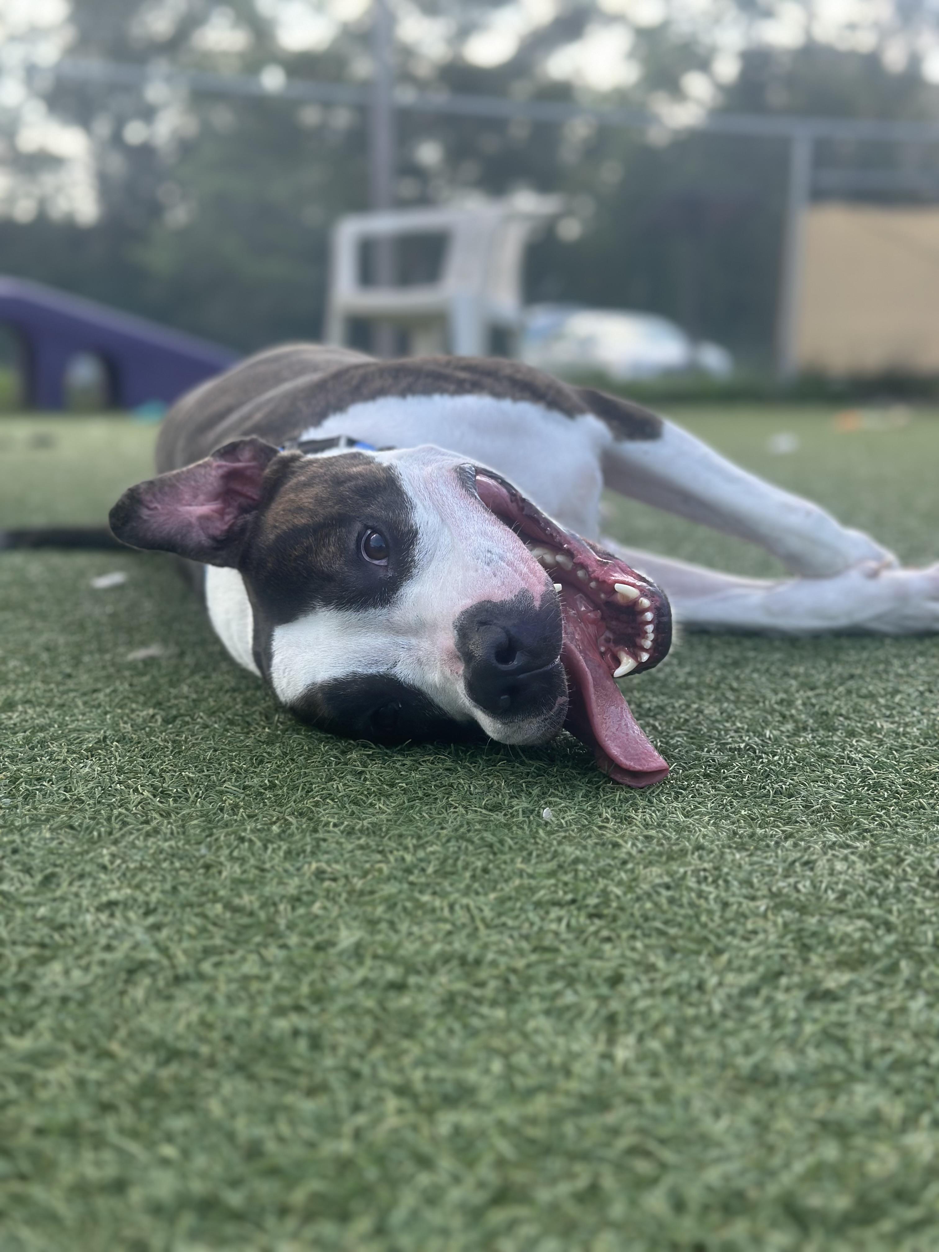 Martin, a Adoptable mixed breed in Cleveland, OH image 5/6