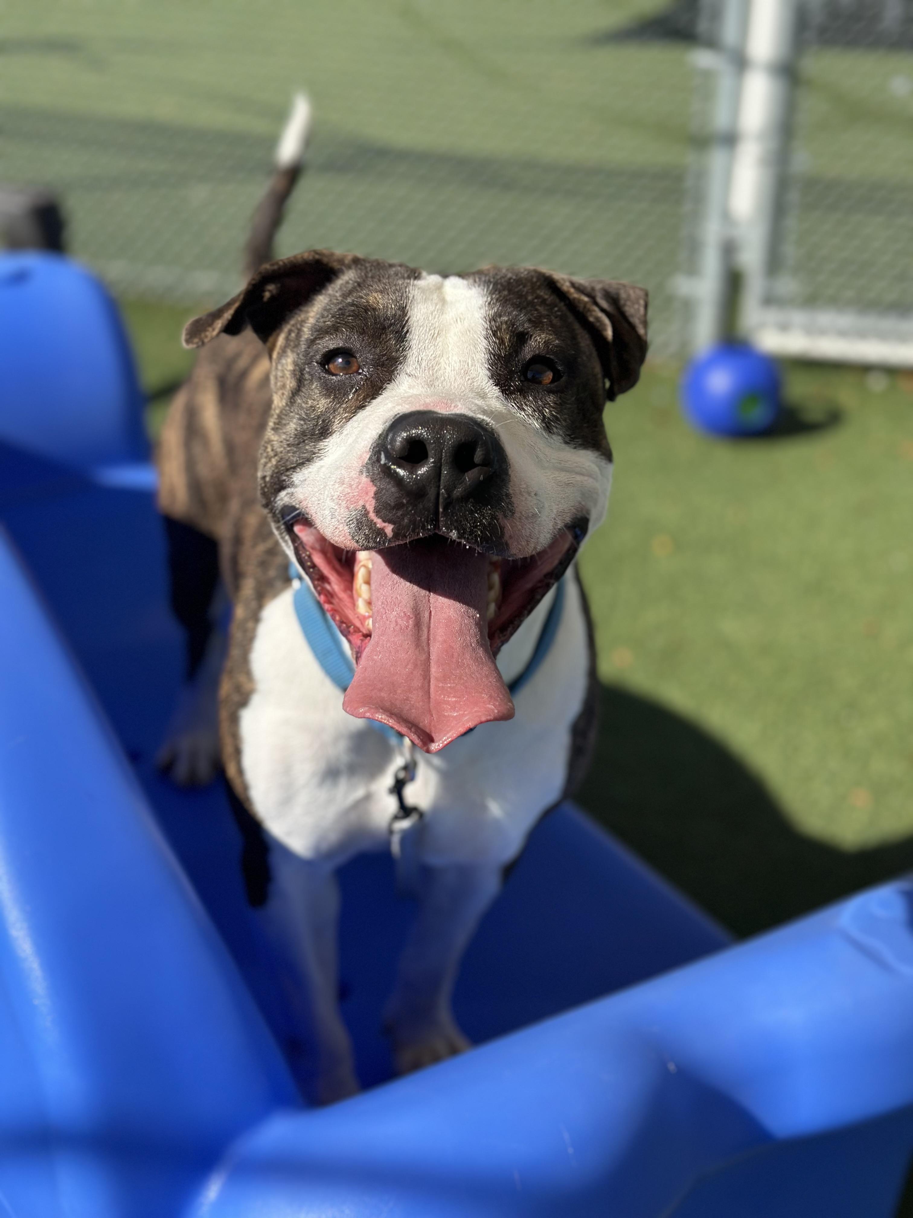 Martin, a Adoptable mixed breed in Cleveland, OH image 6/6