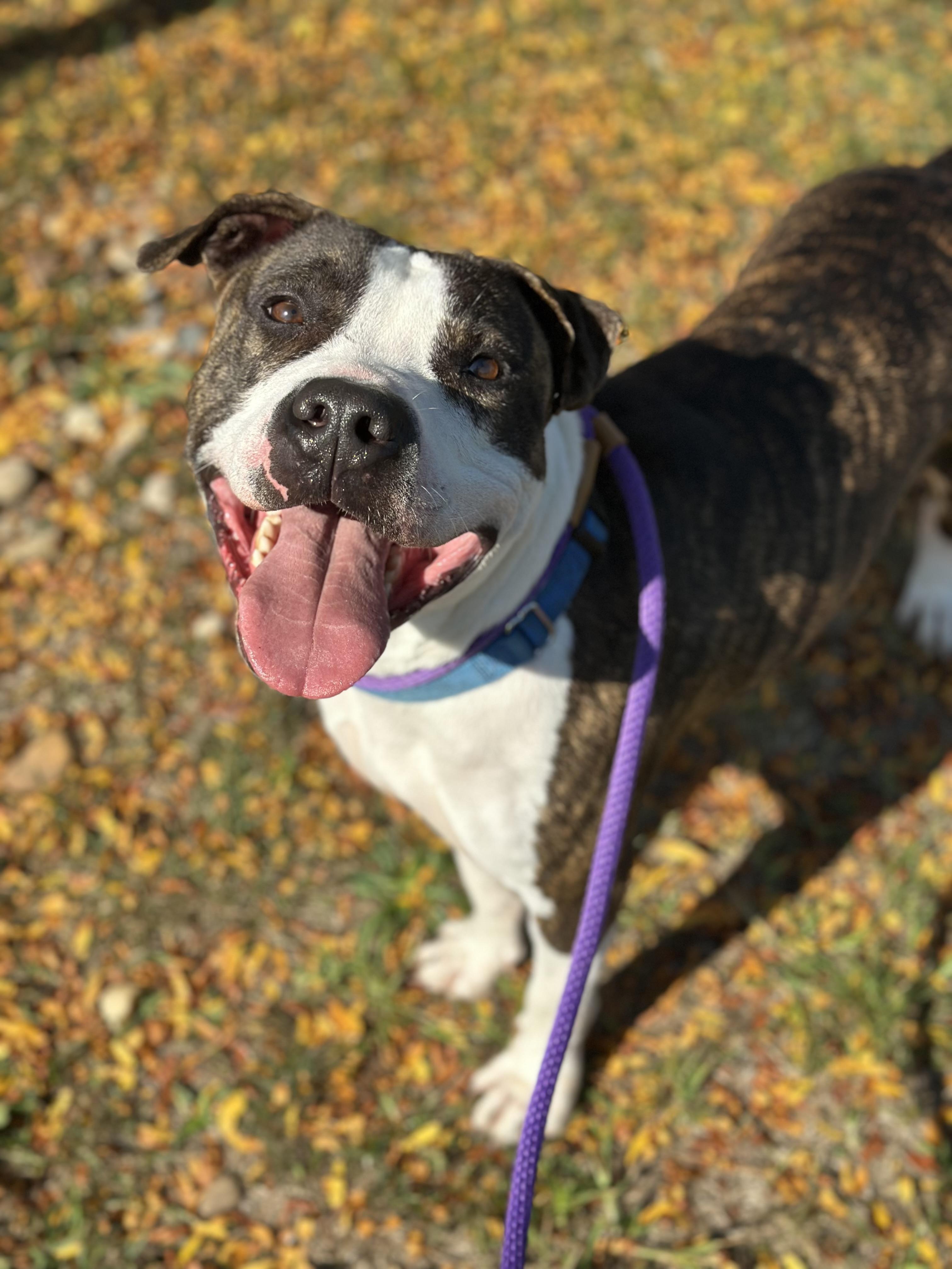 Martin, Adoptable, Adult Male Pit Bull Terrier.