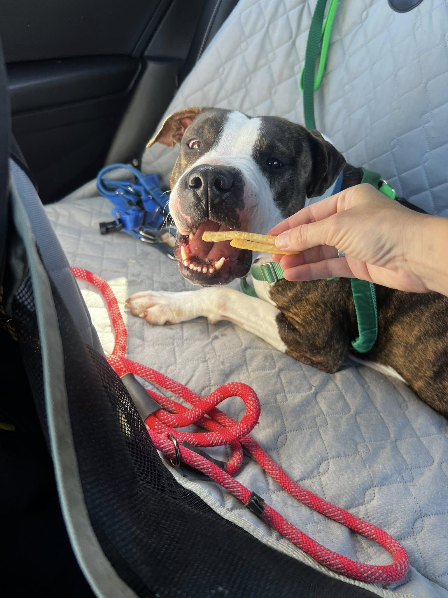 Martin, a Adoptable mixed breed in Cleveland, OH image 2/6