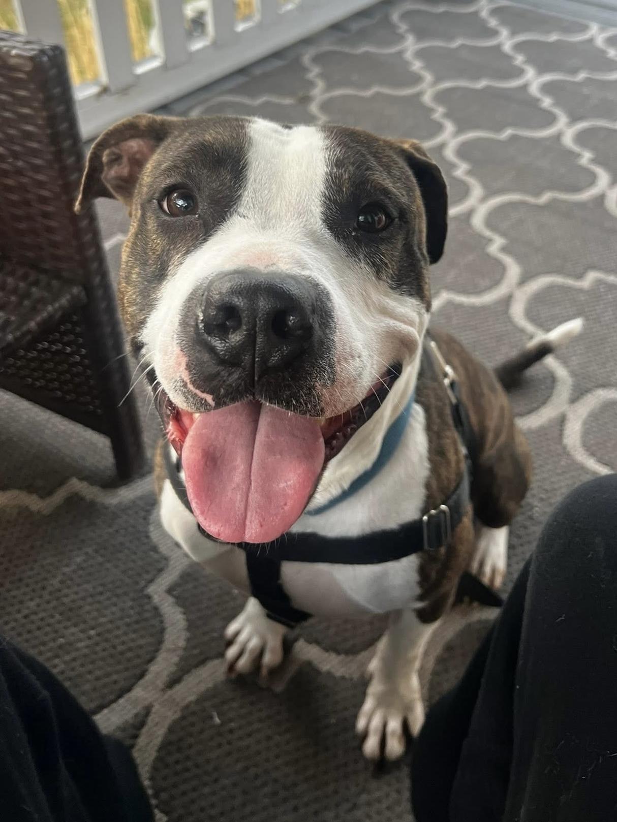 Martin, a Adoptable mixed breed in Cleveland, OH image 4/6