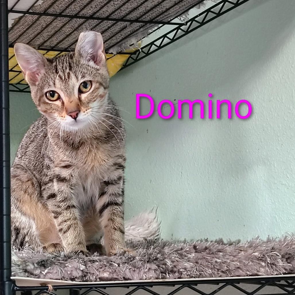 Enlarge Domino, a Adoptable Domestic Short Hair in Spokane, WA image 1/1