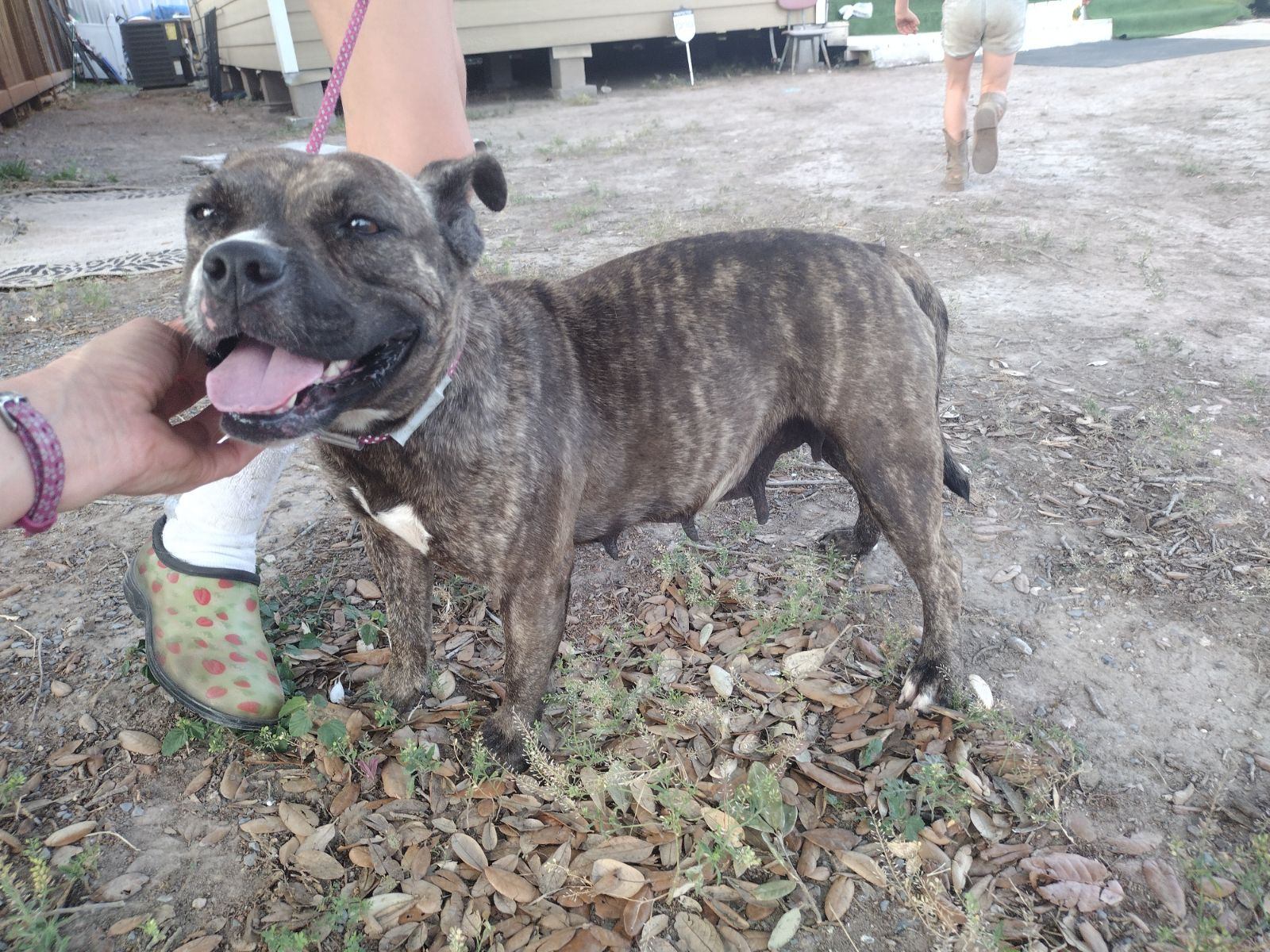Boba, Adult Female American Bully